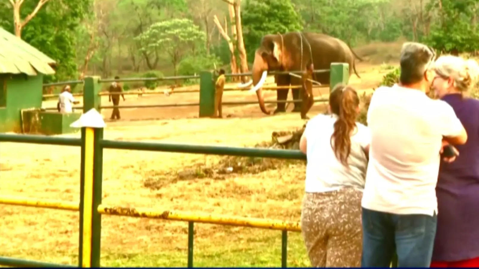 Tourists Throng Tamil Nadus Mudumalai To See Baby Jumbo From Oscar