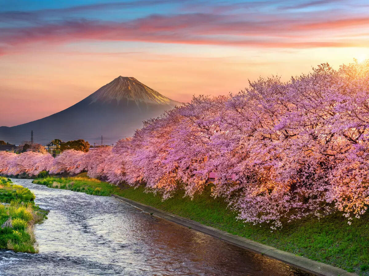 Japan s Cherry Blossom Season Is Officially Here Japan Times Of Japan s Cherry Blossom Season Is Officially Here Japan Times Of