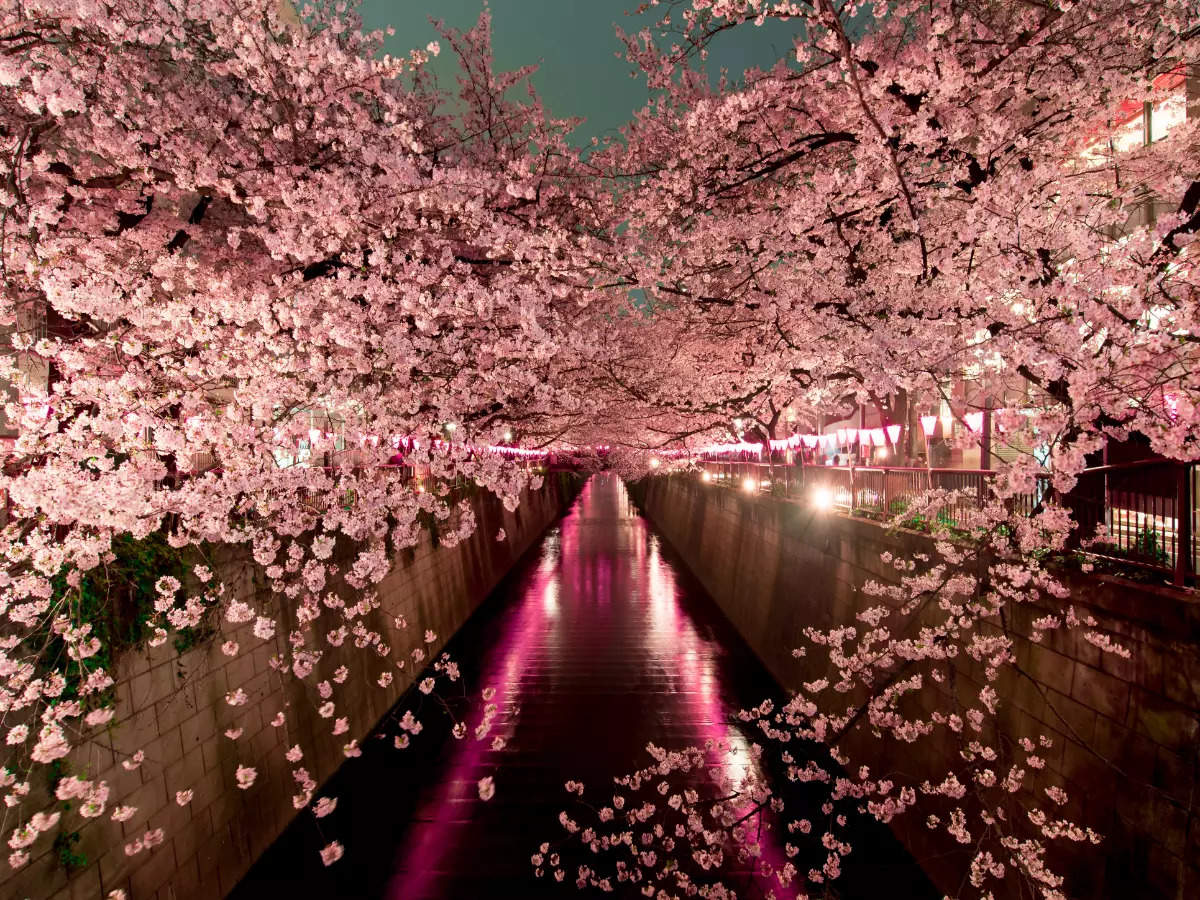 Japan’s cherry blossom season is officially here!