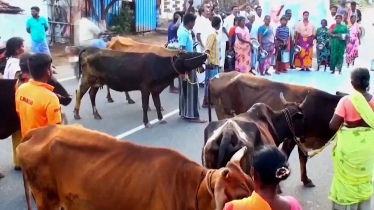 TN: Dairy farmers stage protest in Madurai, pour milk on road