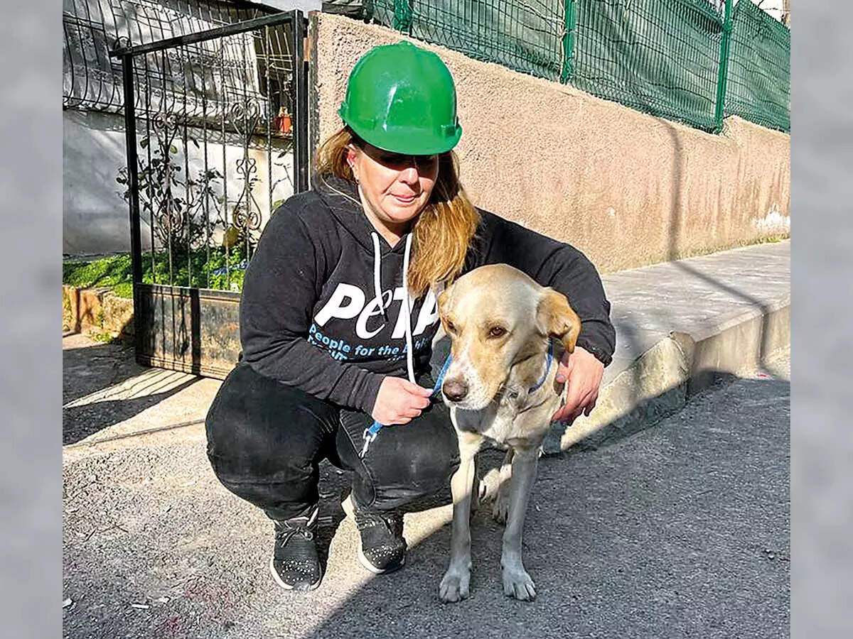 PETA along with locals in Turkey rescue earthquake affected animals ...