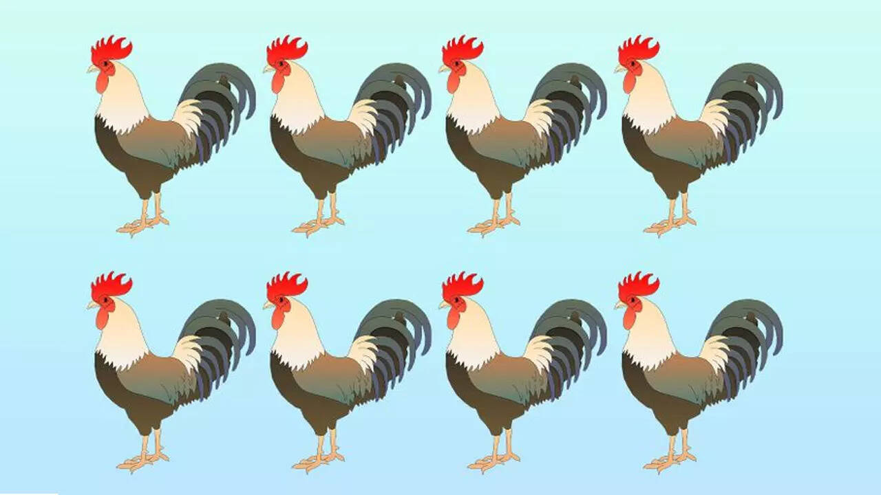 IQ Test: You have eagle eyes if you can spot the odd chicken at the farm in 10 seconds