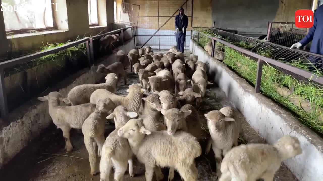 Russian 'Romanov' sheep to be imported to boost wool and mutton ...