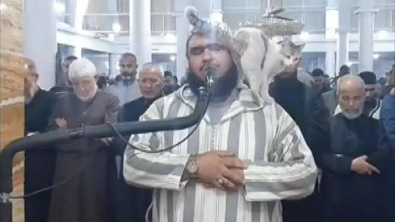 Watch: Cat jumps on Imam during Ramazan prayers, video delights internet