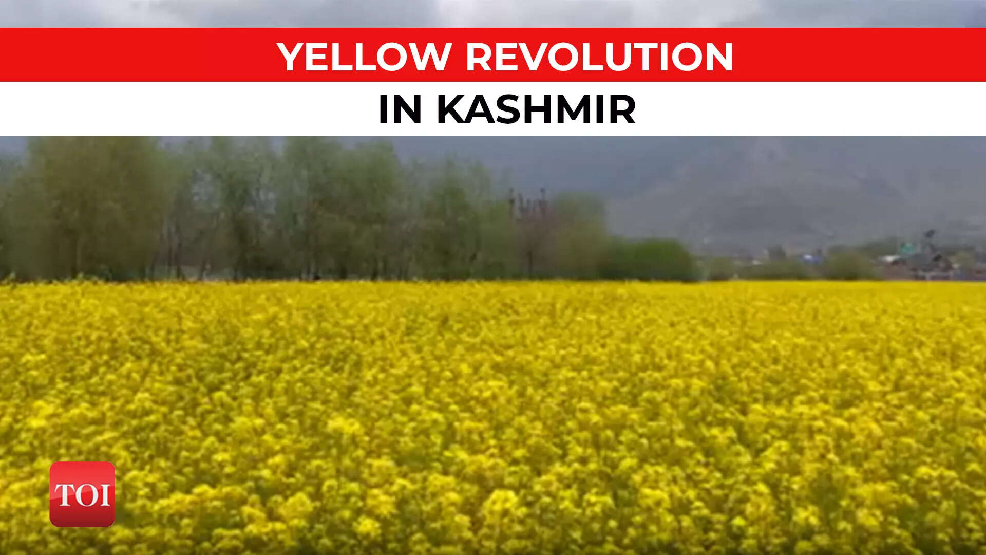 Mustard cultivation increases in Kashmir ushering in a 'yellow revolution'