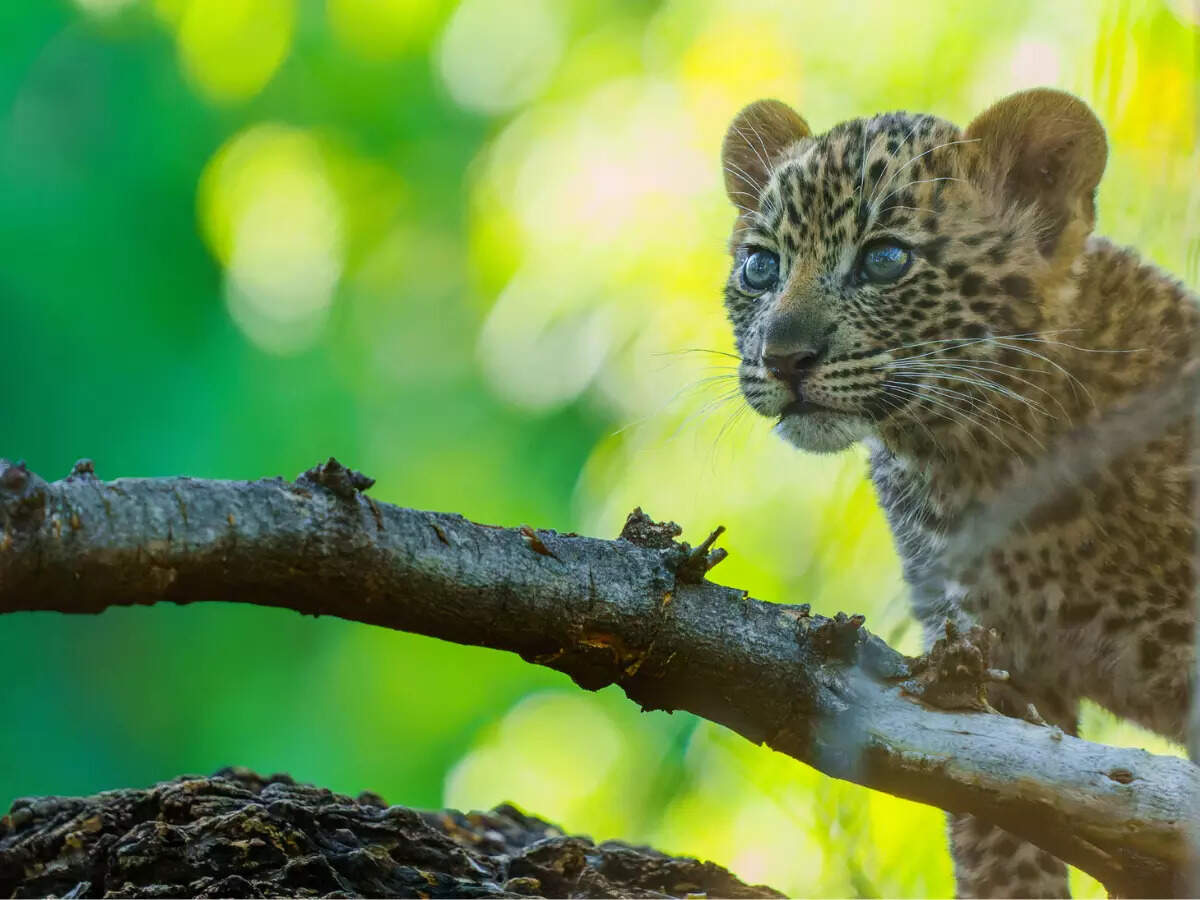 Uttarakhand village gets unexpected surprise; 3 leopard cubs found in