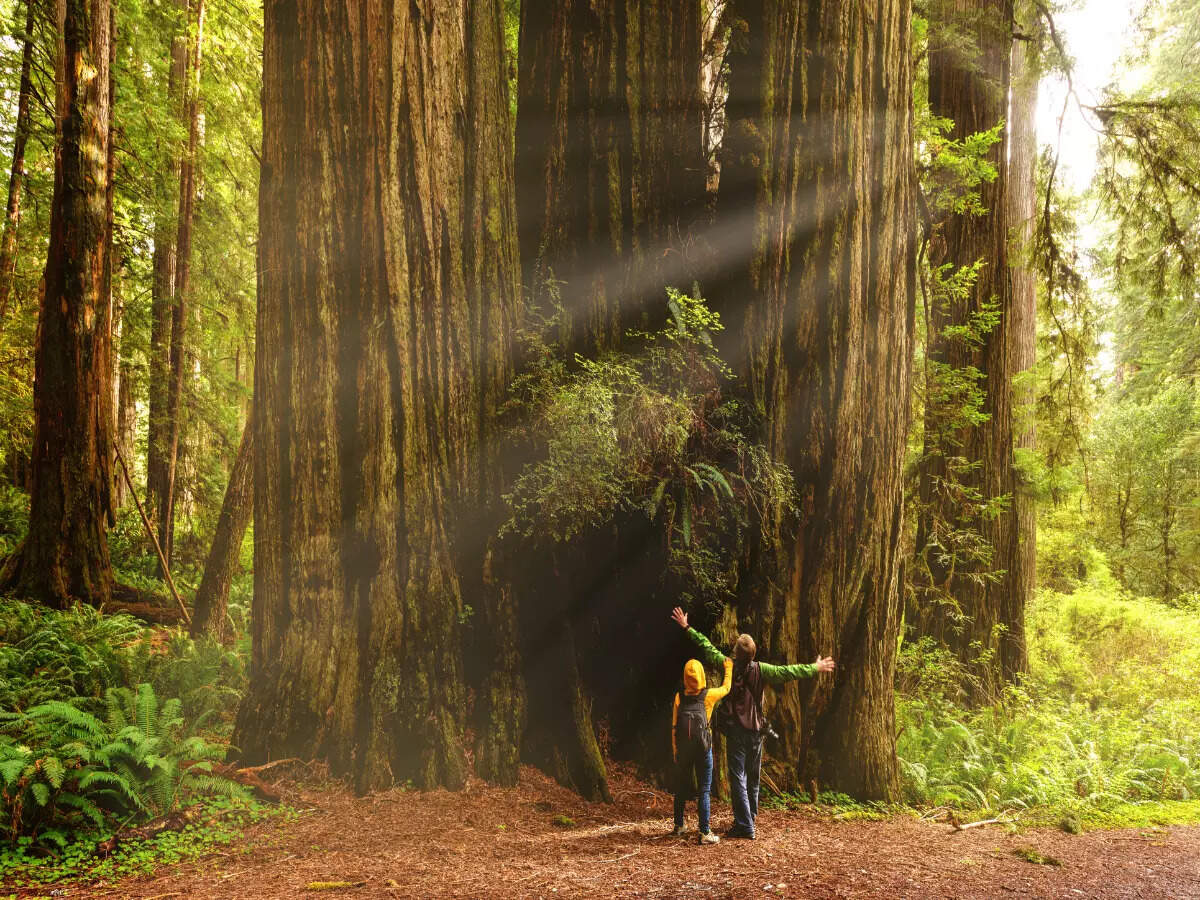 Redwood National Park, land of the tallest and the oldest, California