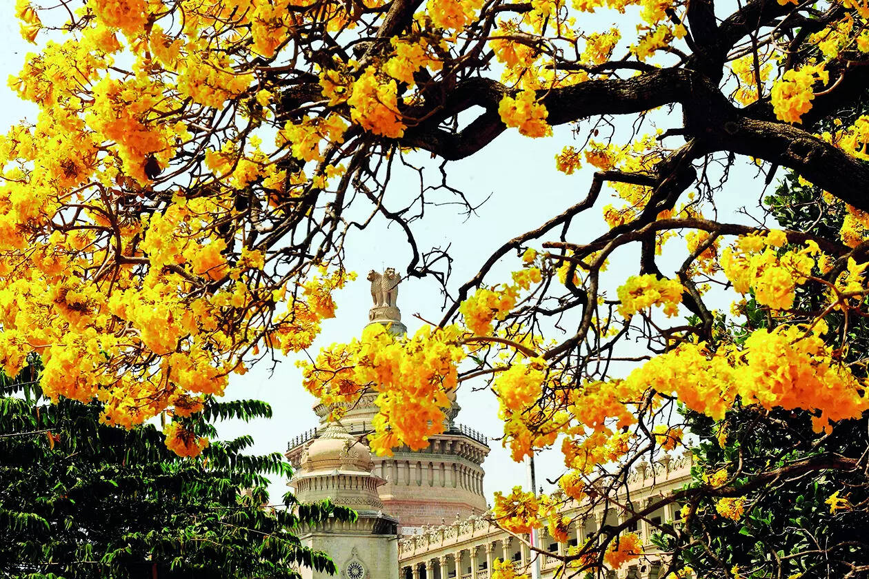 Bengaluru’s year-long romance with blooms - Times of India