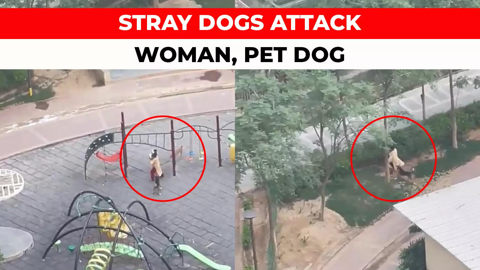 viral video Stray dogs attack woman and her pet in Noida society park(00)