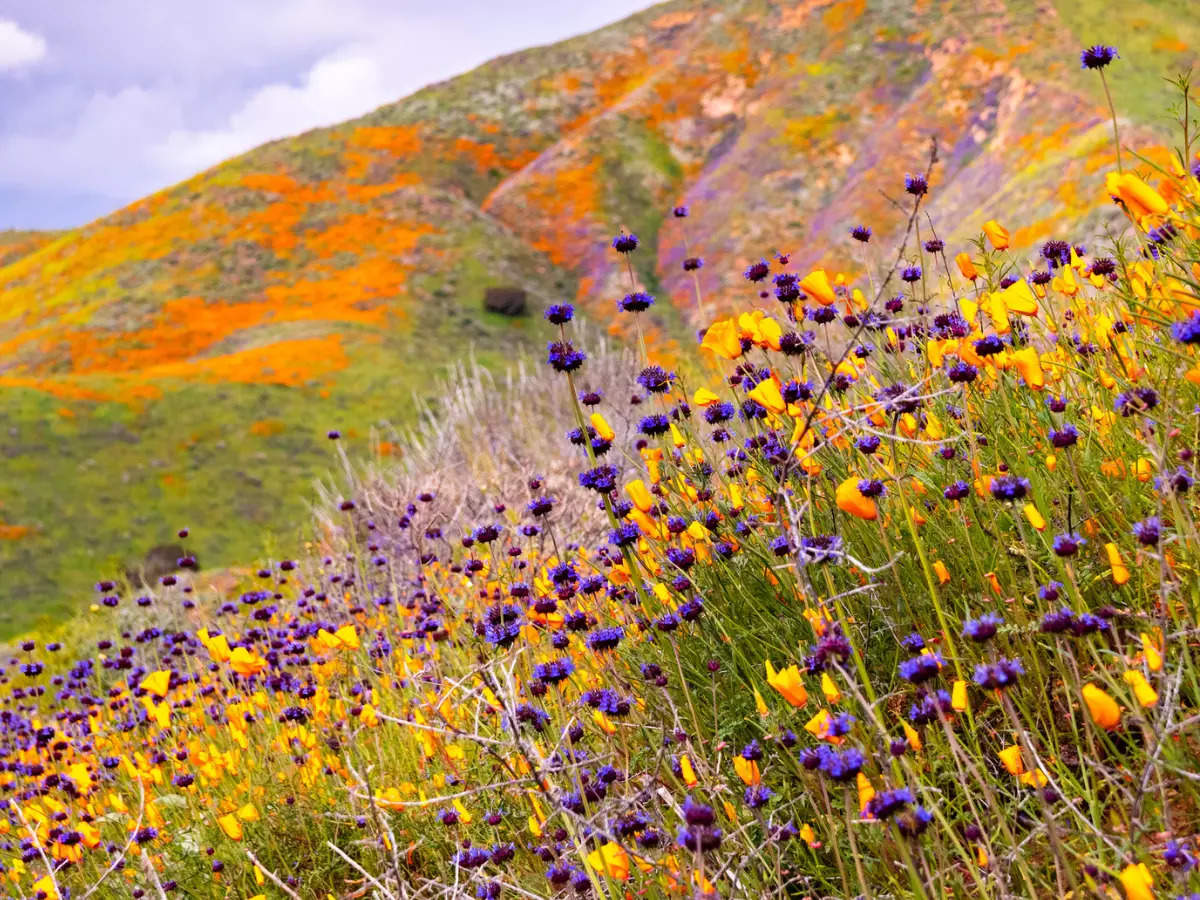 California bursts into a rare ‘super bloom’ that can be seen even from