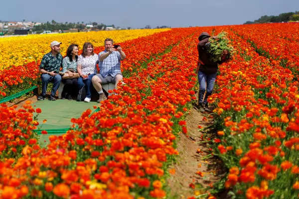 Spectacular images from flower fields of Carlsbad in California ...