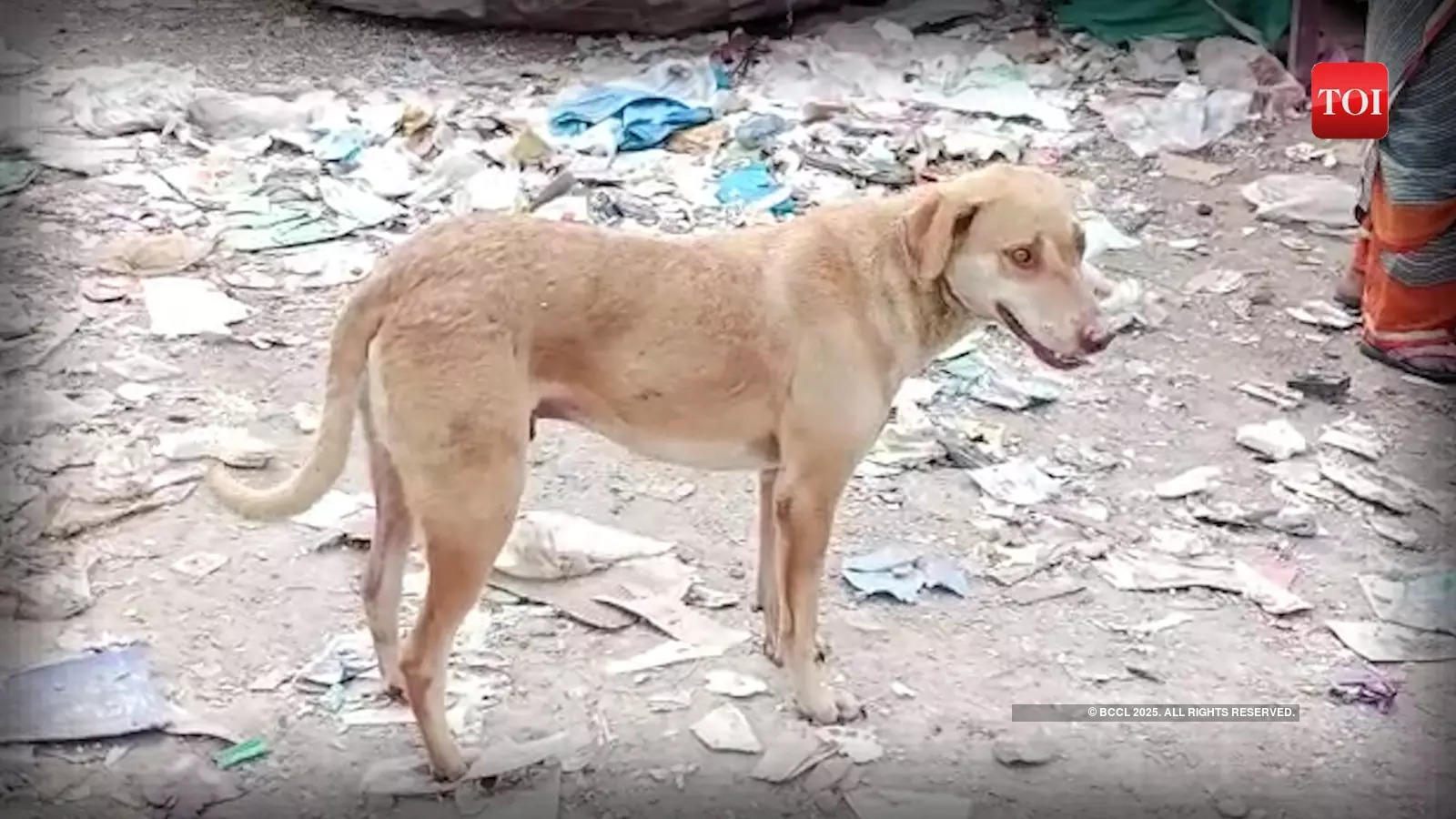 7-year-old brutally attacked by stray dogs in Delhi