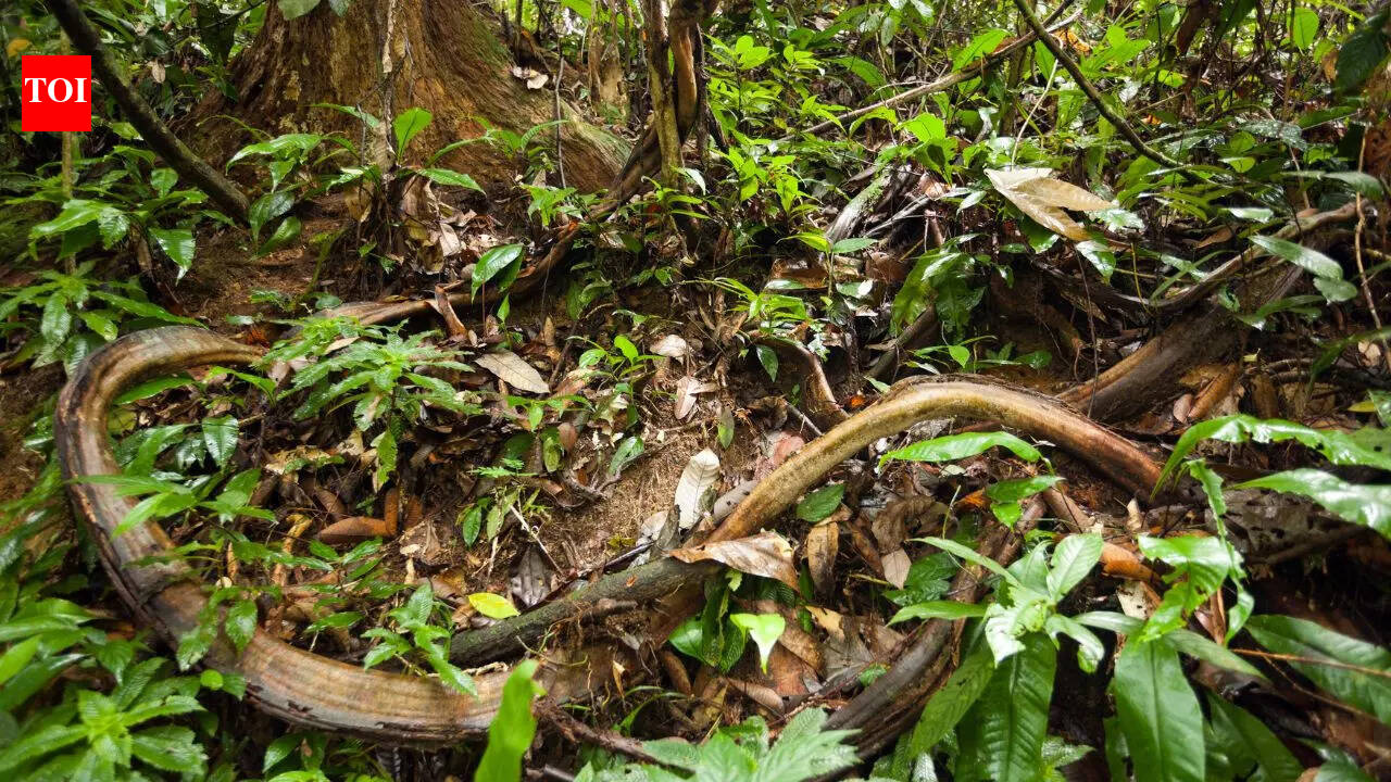 Snake or plant? These creepy-looking species will surprise you