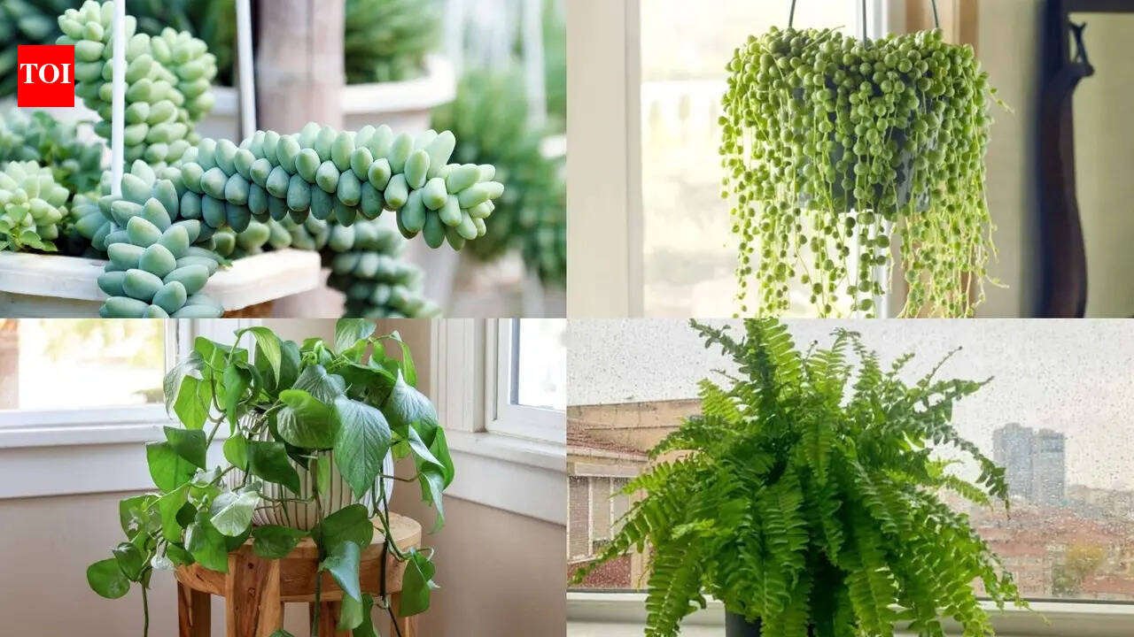 Best hanging plants for small apartments
