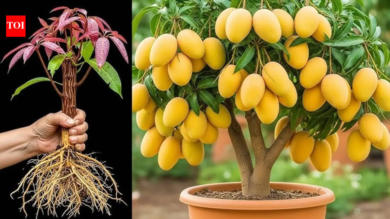 How to grow mango plant in a pot (Simple step-by-step guide for beginners)