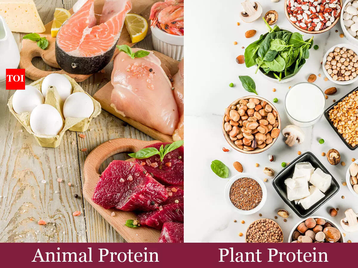 Difference between animal and plant protein and which is healthier