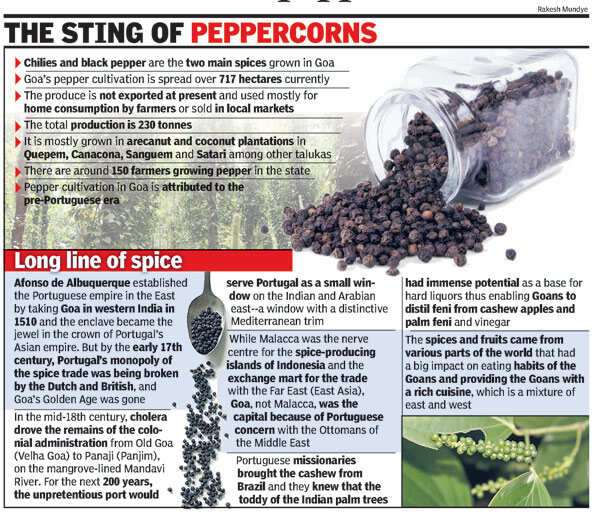 Rs 10 crore scheme to boost black pepper cultivation Goa News Times
