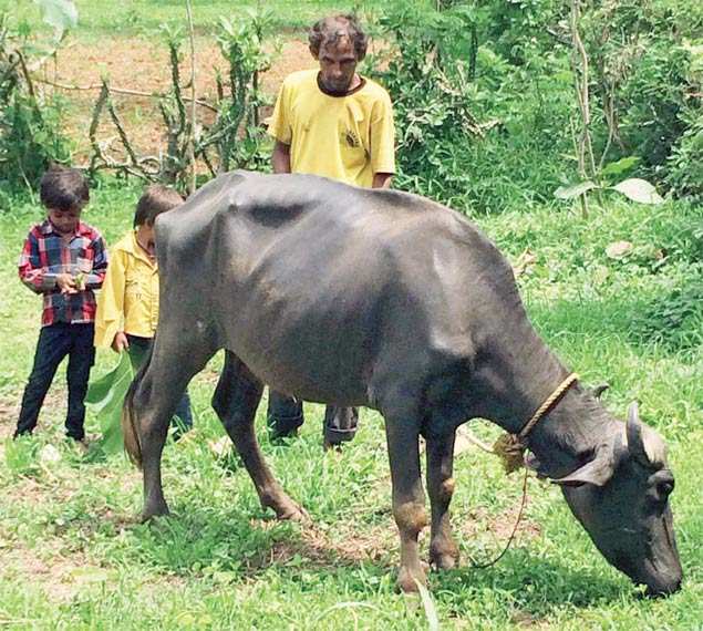 Star of 1998 cricket world cup, blind cricketer grazes ...