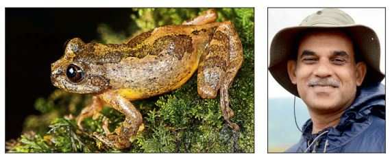 New frog genus discovered in NE forests | Delhi News - Times of India