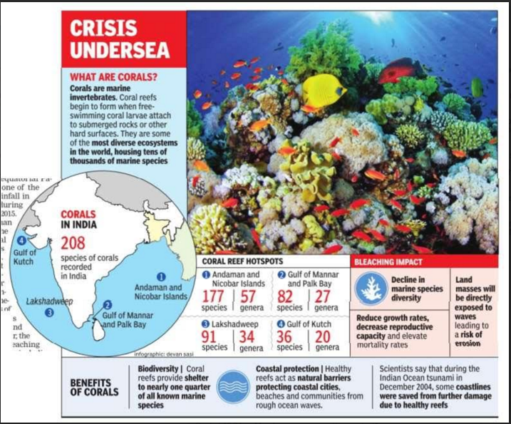 Coral reefs may die en masse as El Nino hots up | Chennai News - Times ...