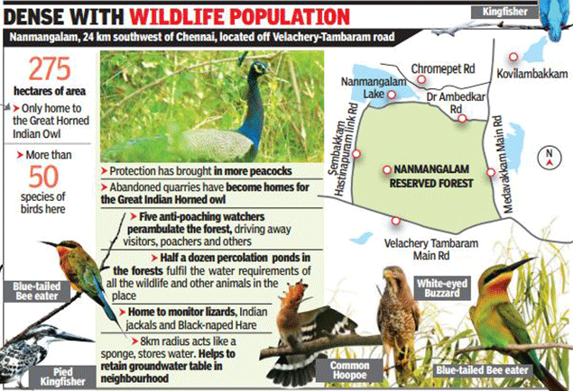 Jungle in Chennai: Home to 50 bird species | Chennai News - Times of India