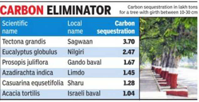 Teak Absorbs Max Co2 From Air Helps Check Global Warming Ahmedabad News Times Of India