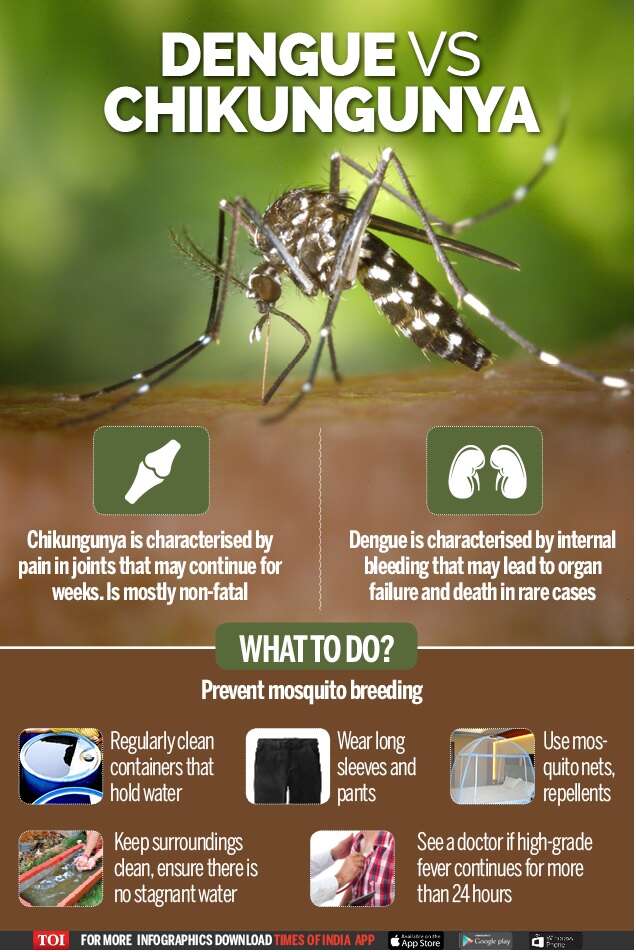 Chikungunya: Dengue And Chikungunya: Symptoms And Dos And Don'ts ...