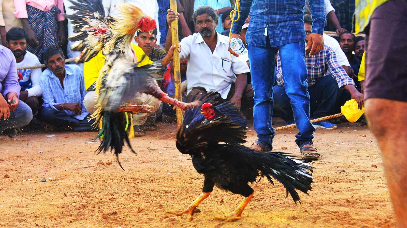 Over 2 lakh roosters were part of the deadly sport this year