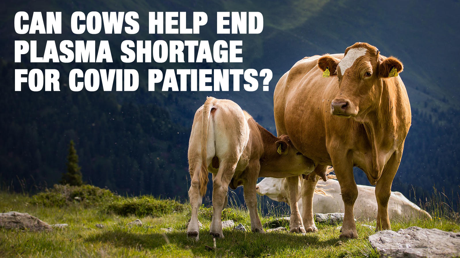 Can cows help end plasma shortage for Covid patients? Times of India