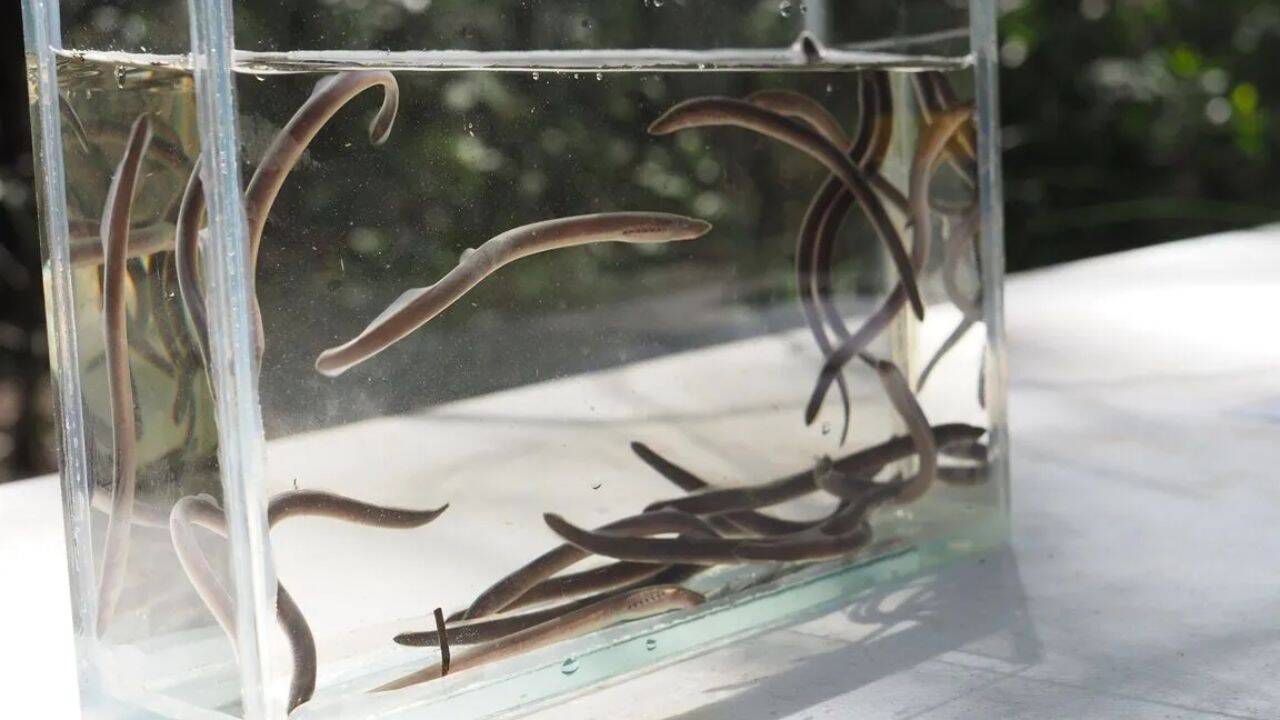How did Luke Carpenter-Bundhoo find the ancient ‘vegan Dracula’ fish so far beyond its known range