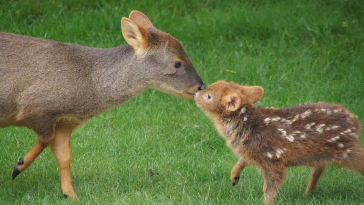 There are two recognised species commonly referred to as pudus: the northern pudu and the southern pudu.