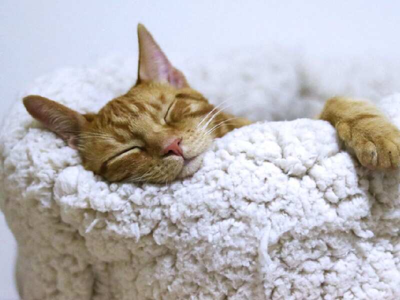 Sleep