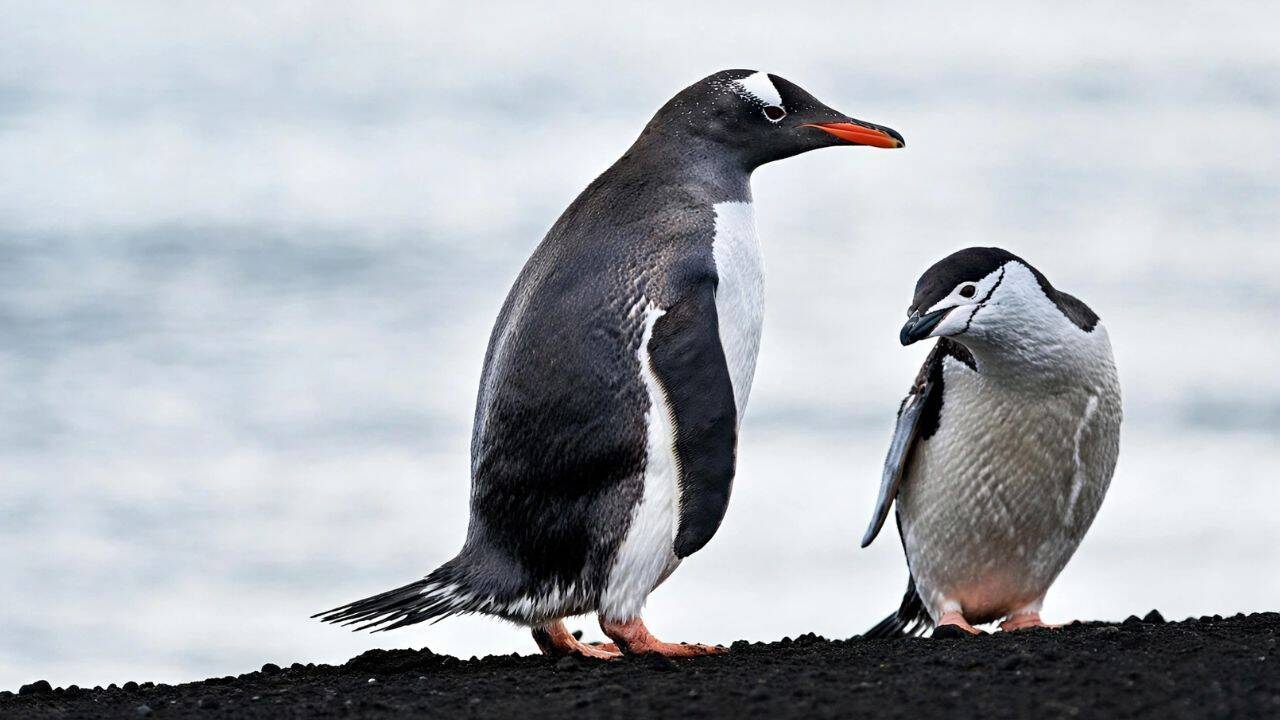 What did the DNA study reveal about gentoo penguins