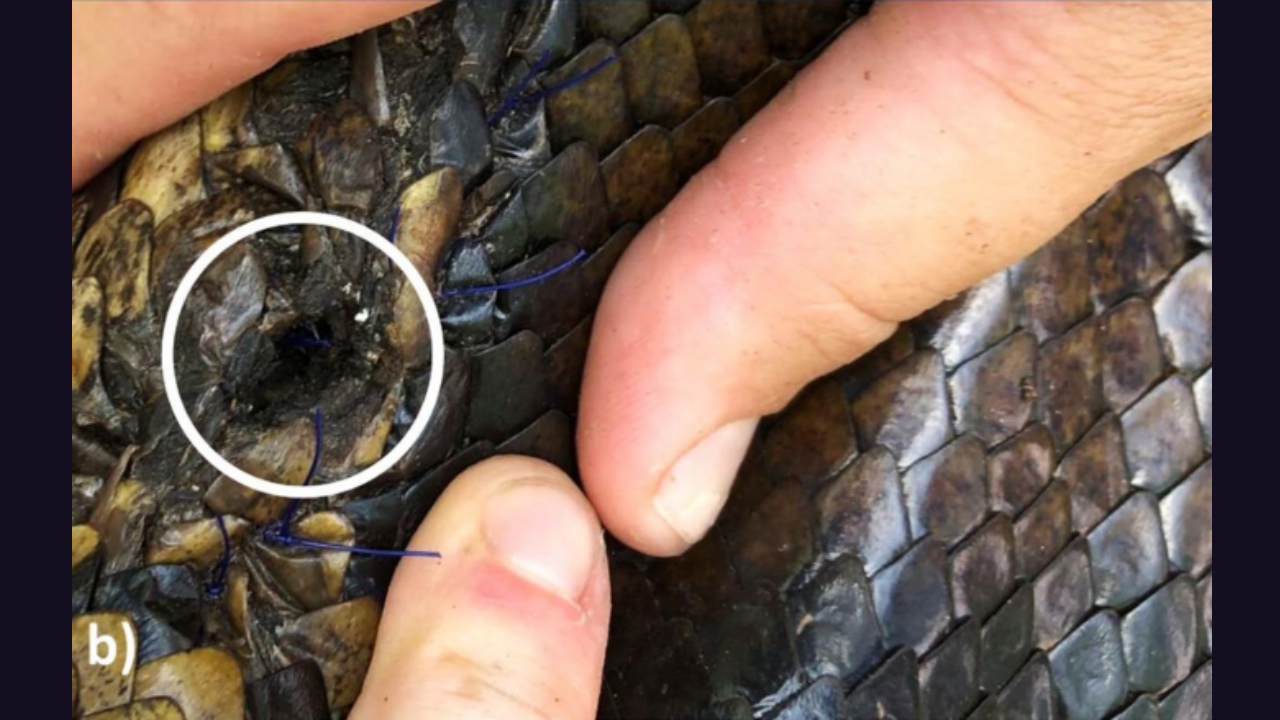 Florida scientists tracked 142 invasive Burmese pythons for 20 years and found that all four expelled tracking devices came from pregnant females<br>
