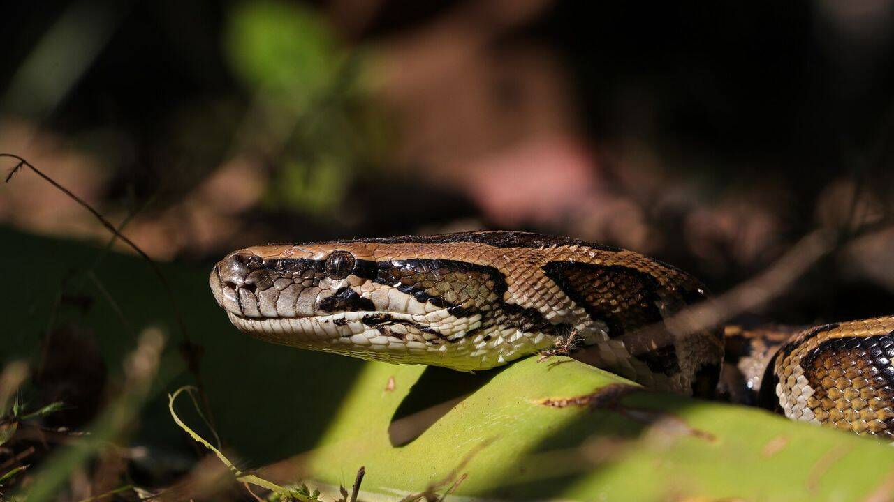 New test detects Burmese pythons and three other invasive snakes in one sample<br>