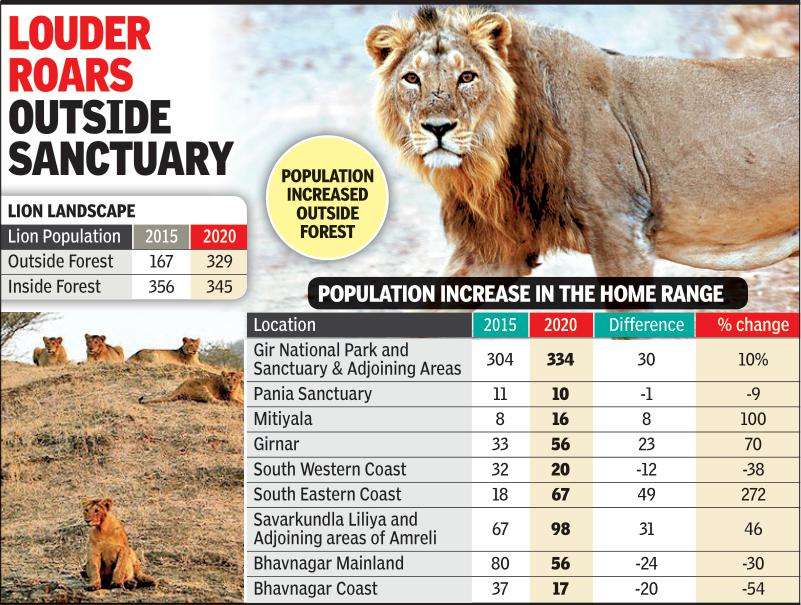 Lion numbers in Gujarat see a 8 rise, cross 700 Ahmedabad News