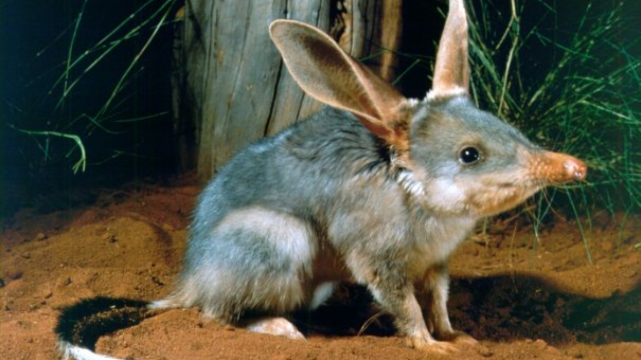 Greater Bilby (Macrotis lagotis) (Image: Wells, Babs & Bett (CALM) and DCCEEW.)