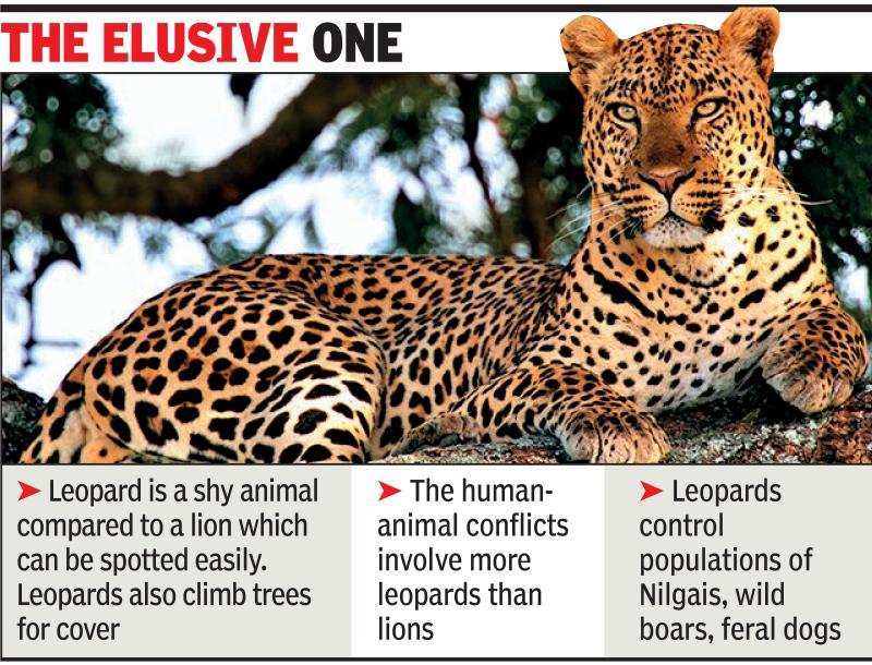 Gujarat: Leopards in Gir to be radio-collared | Ahmedabad News - Times ...