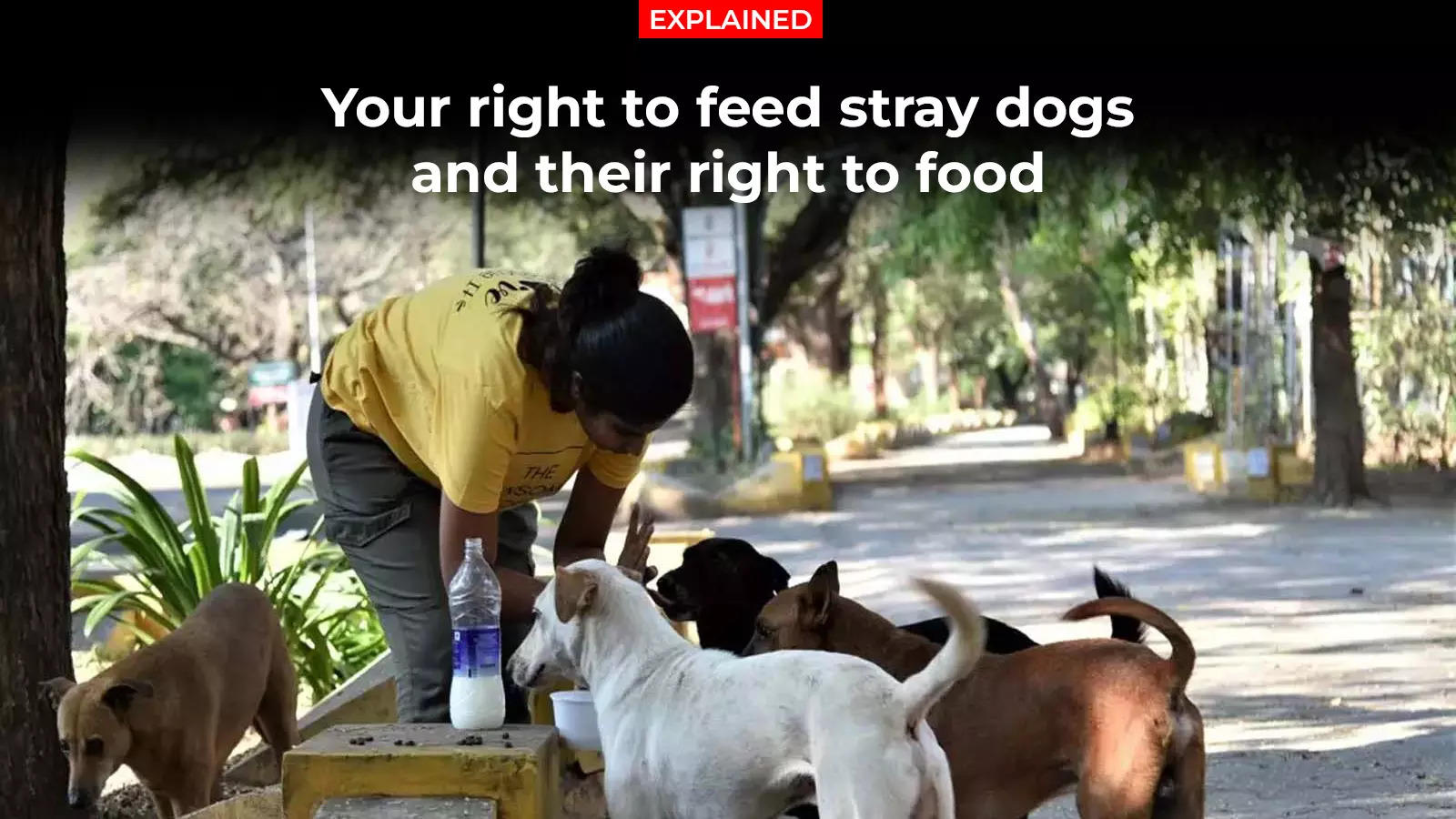 Explained: Your right to feed stray dogs and their right to food | India  News - Times of India