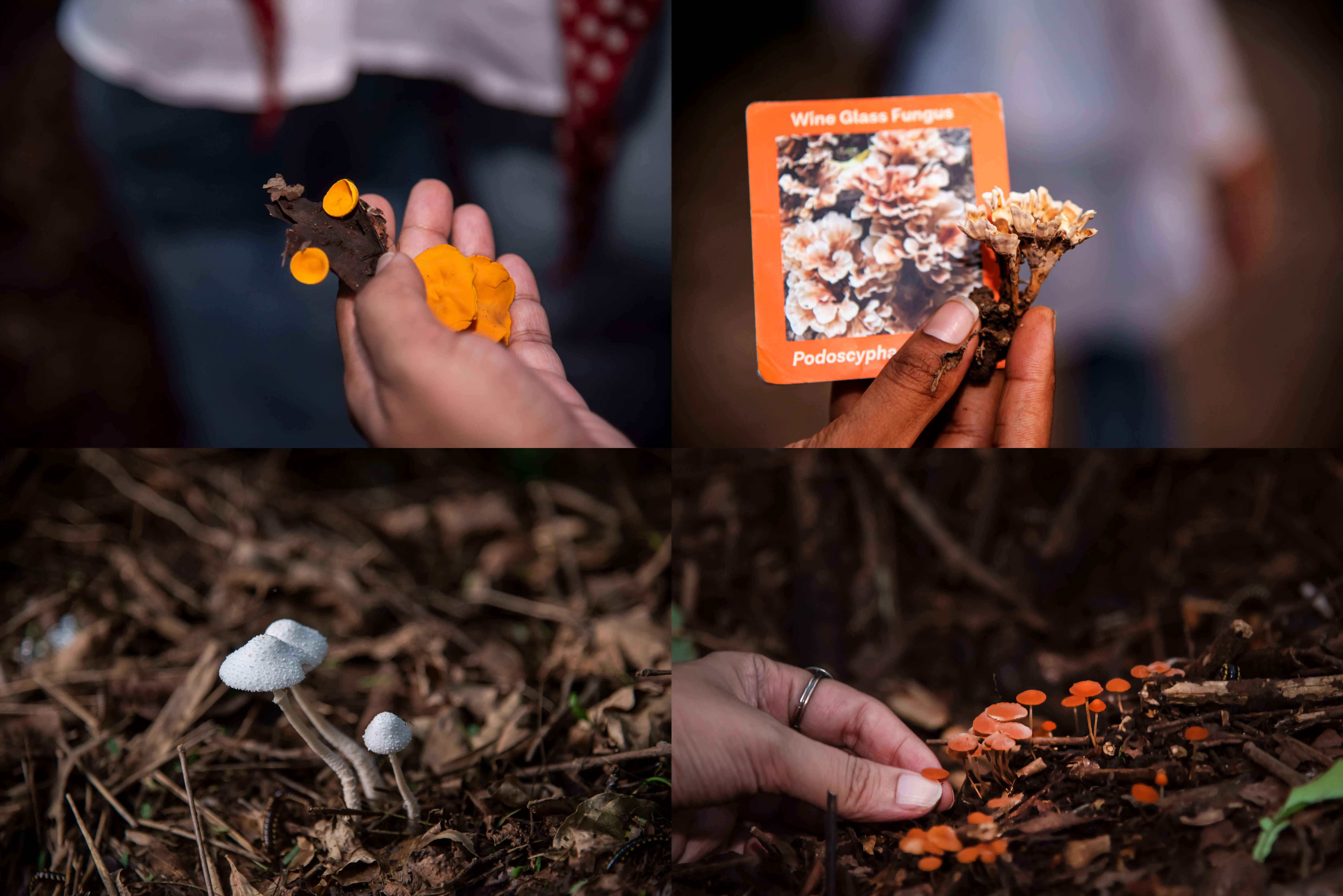 During the walk, the fungi spotters saw wood ear mushrooms, orange peel (which was a first-time spotting), reishi mushrooms, hexagonia, species like Earth star, ruby dapperling, stinkhorn in the egg stage, bird’s nest fungi and flower pot dapperling, to name a few