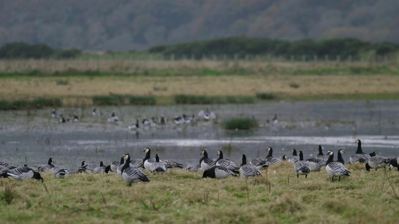 Scotland restores more than 3,500 hectares across 11 wildlife reserves<br>