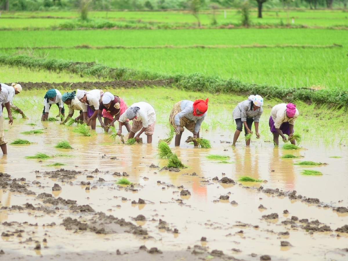 China buys Indian rice for first time in decades amid stand-off in ...