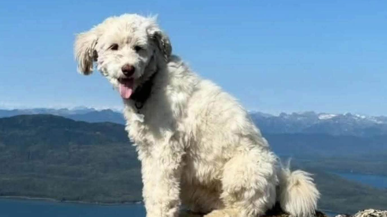 An Apple AirTag provided crucial clues in the search for LouLou, who went missing after an avalanche near Pepper Peak in Alaska. (Photo: Facebook/Lauren Joy Padawer)