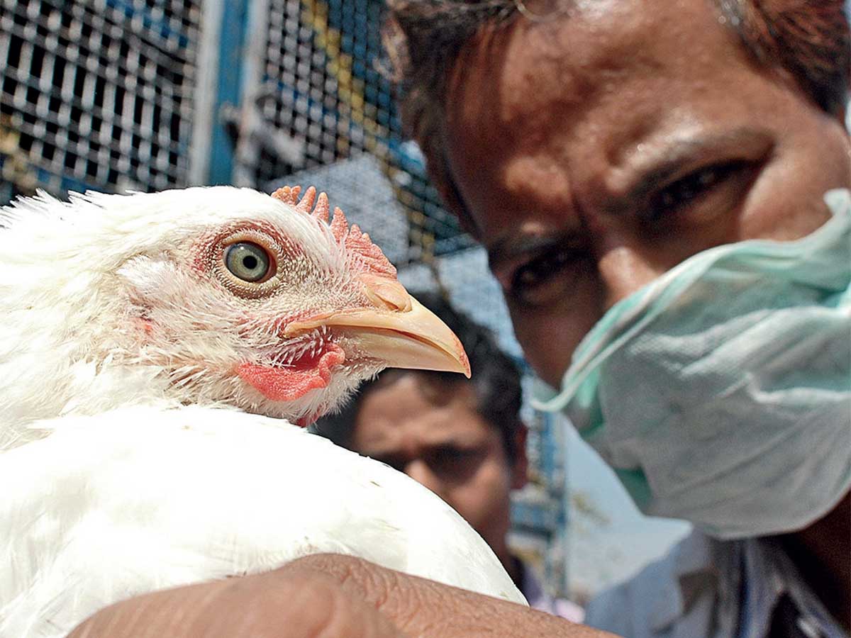 Chicken: Gene-edited chicken cells resist bird flu virus