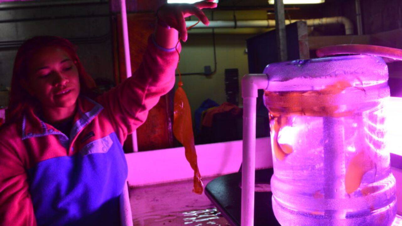 How the kelp restoration reached 74,000 spores per millilitre<br>