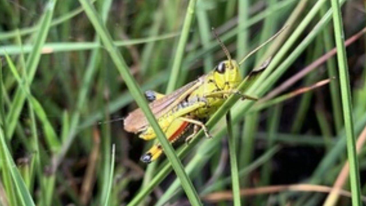 Large marsh grasshopper returns to the Norfolk Broads after 86 years<br>