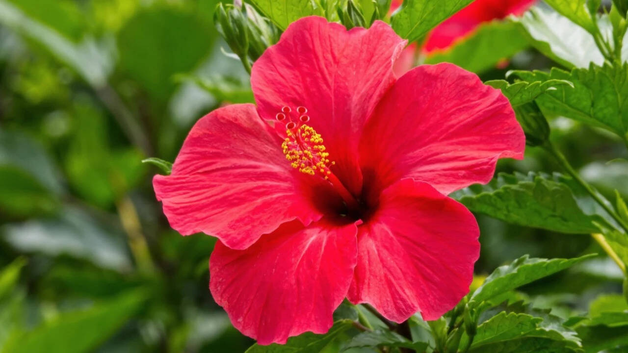 How to grow hibiscus in a balcony pot: 6 things the plant needs to flower regularly<br>