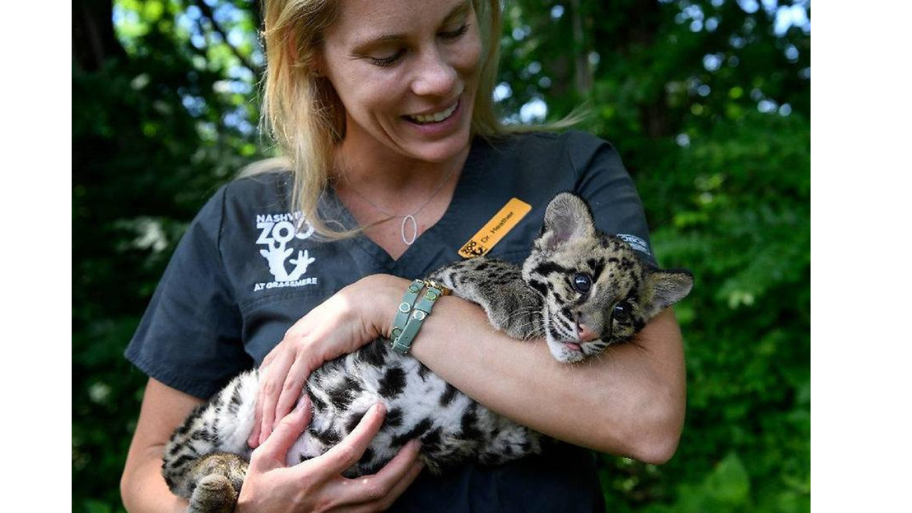 <br>Mayuree, a clouded leopard cub born at Nashville Zoo in May 2026, became a symbol of the zoo's campaign against a proposed data centre next door.
