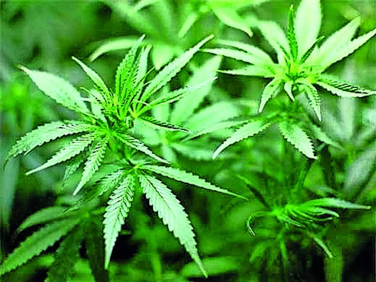 Thailand link exposed in hydro ganja smuggling