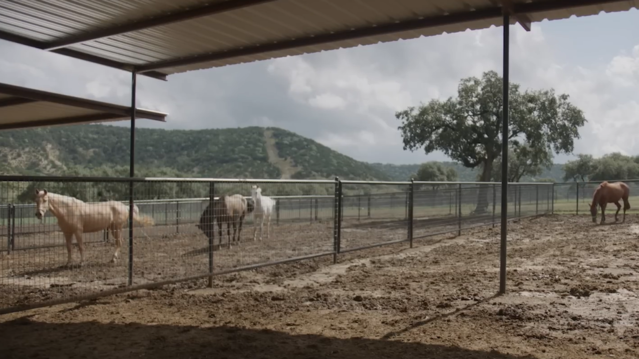 It all began with a horse named Ropey<br>